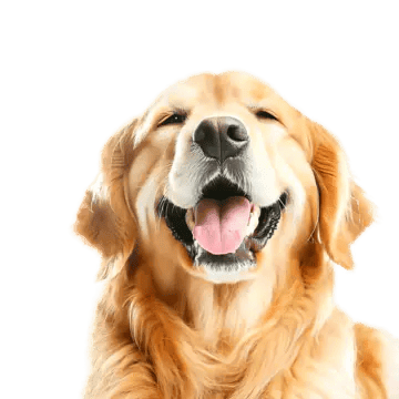 Happy dog background